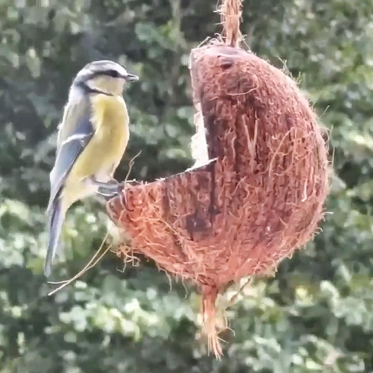 Sortenaeb – Noix de coco avec plateforme pour oiseaux