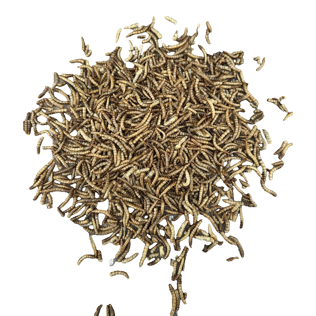 Sortenaeb – Vers de farine séchés, 0,5 kg