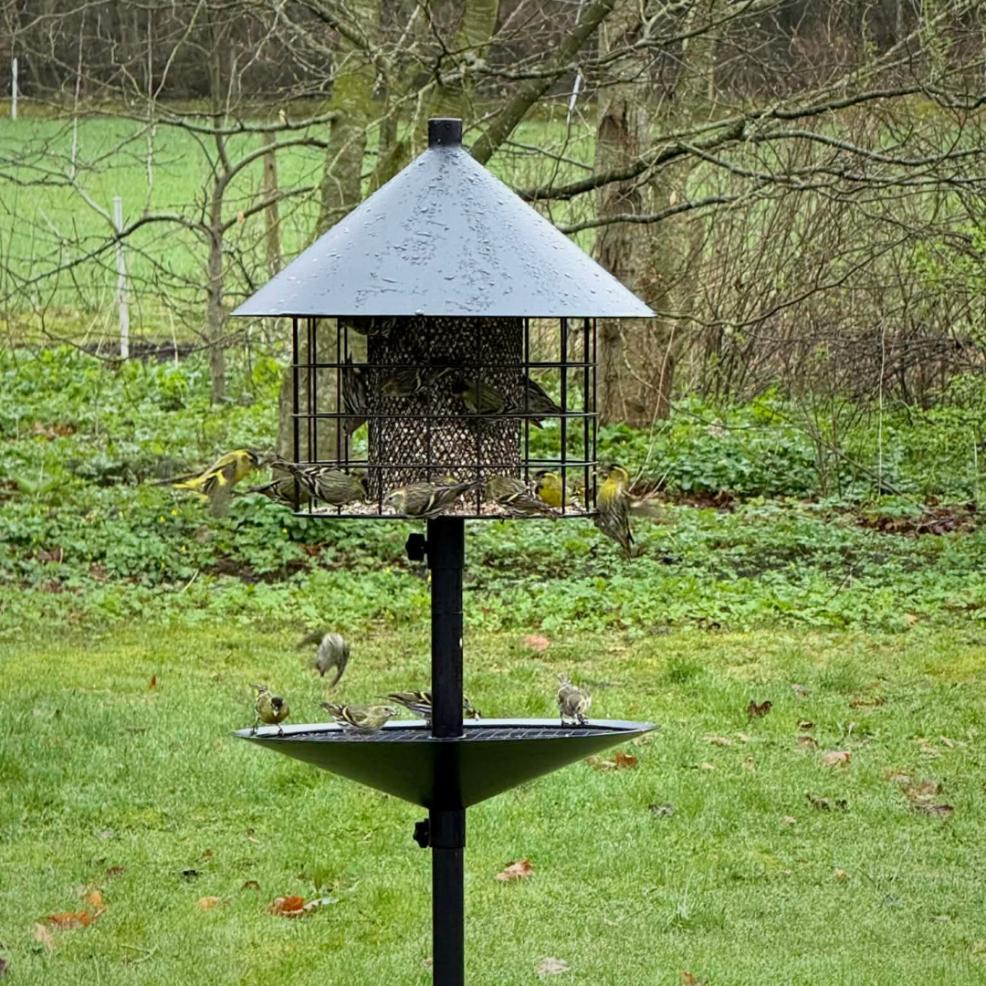 Mangeoire à oiseaux anti-rats