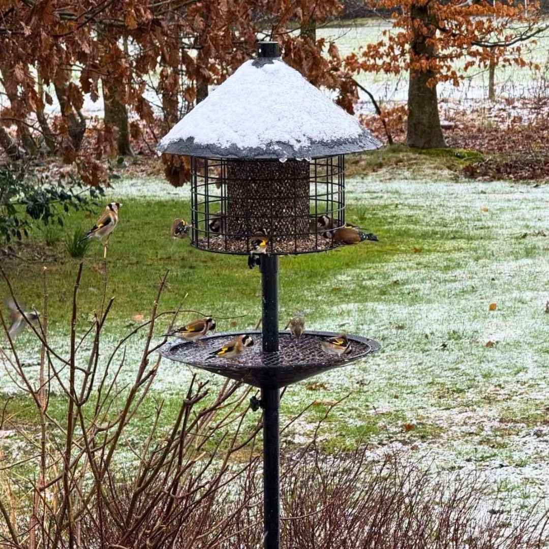 Mangeoire à oiseaux anti-rats